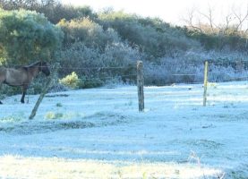 Frio, geada