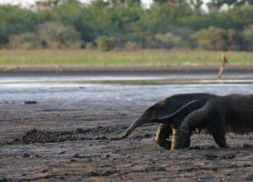Seca Pantanal