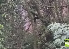 photo4965398312538712650