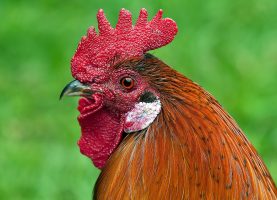 rooster-233898_1920-2